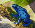 Avatar de bluefrog