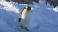 Avatar de pingüinopatoso